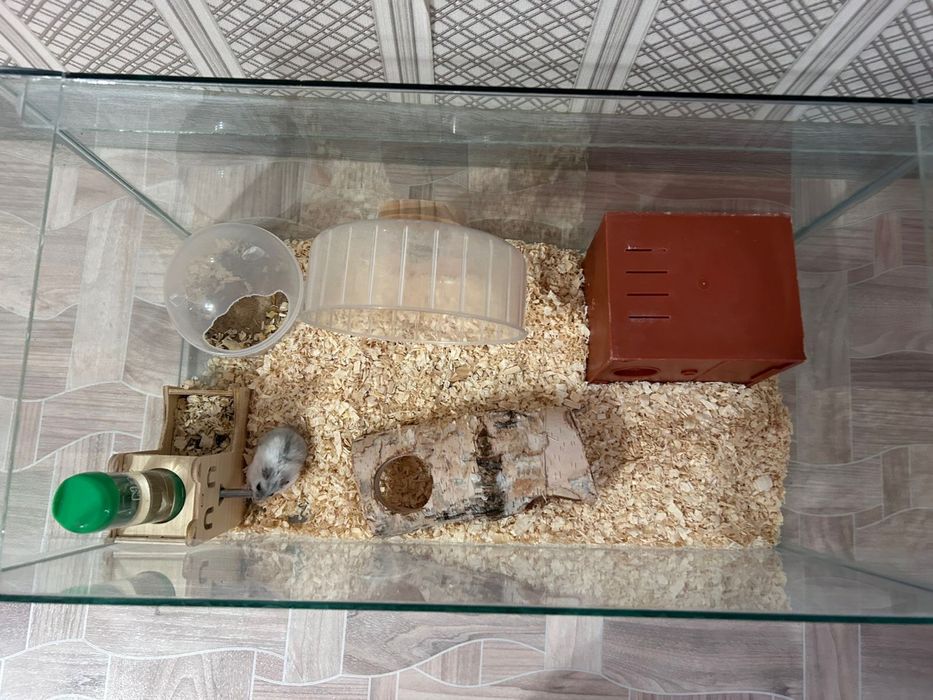 Хомяки 2 штуки милые