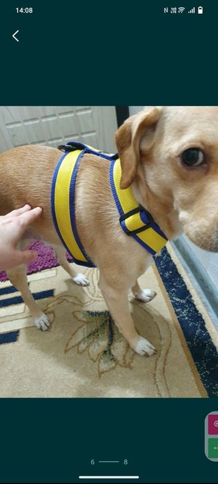 Ошейники и шлейки для собак