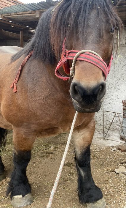 iapa cu manza de vanzare