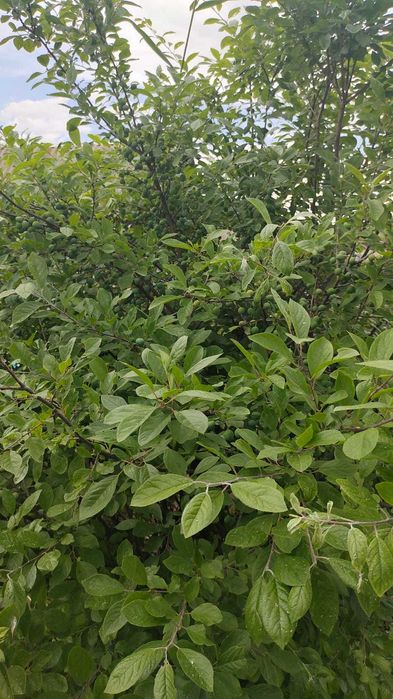 Дача с/о Черемушки (район Новопавловка)