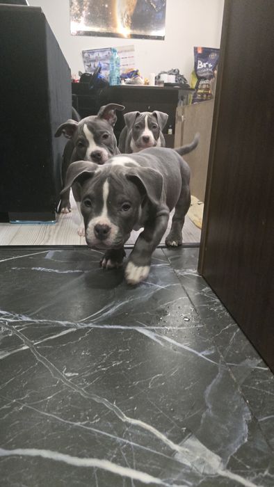 Американско Покет Були