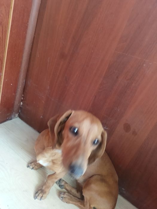 Собака такса здоровая