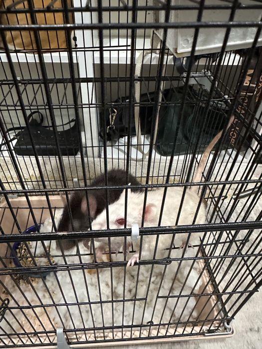 Срочно продам крысок