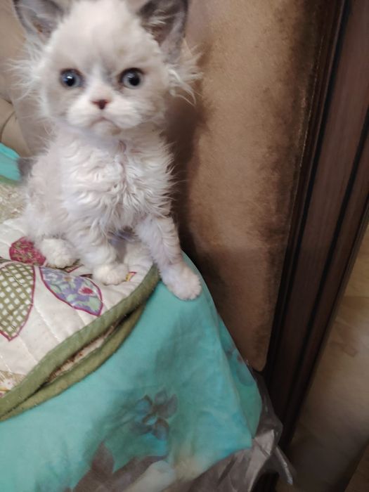 Селкирк рекс кудрявые котята