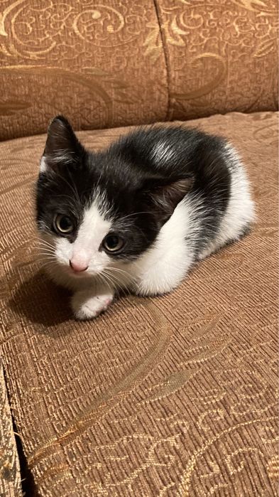 Отдам котенка в добрые руки