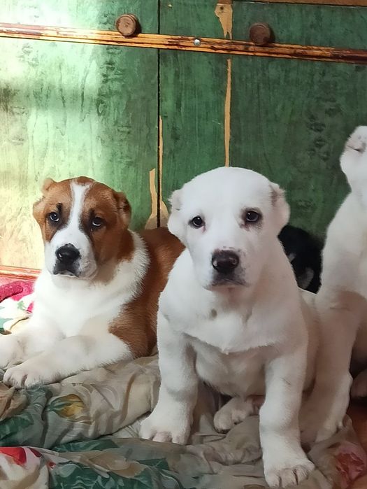 Шеночки алабаев чистокровные