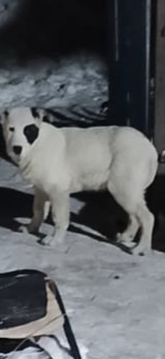 Щенки алабая, мальчик и девочка продажа