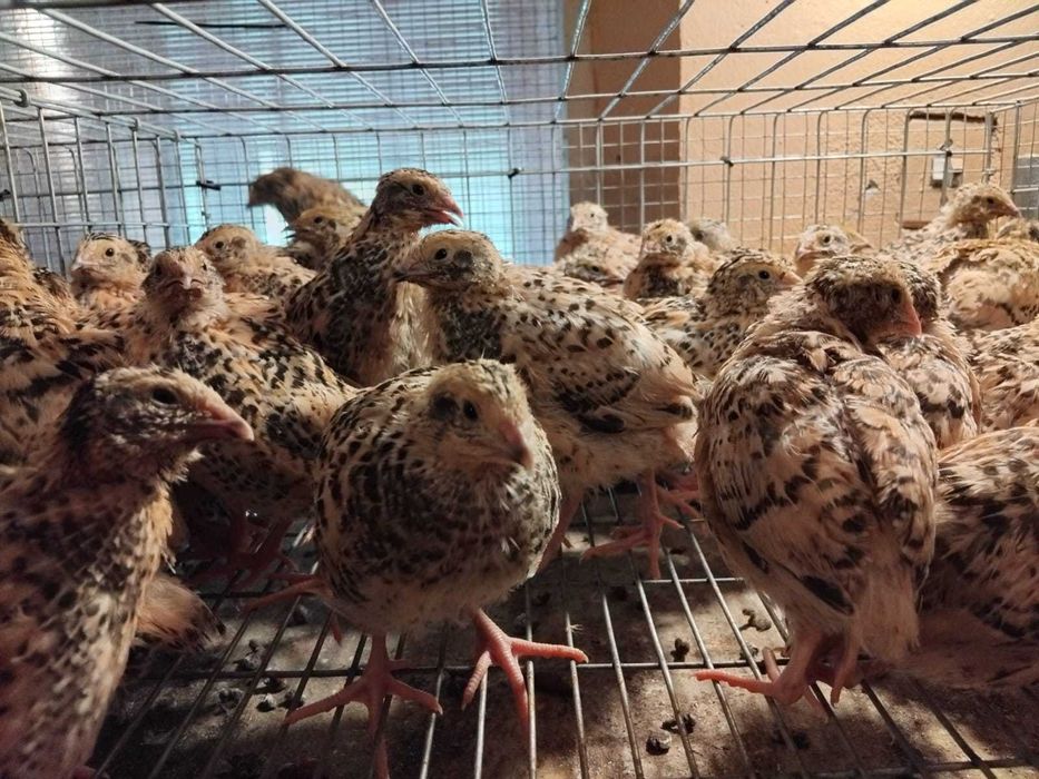Vând pui de prepeliță – 4 săptămâni