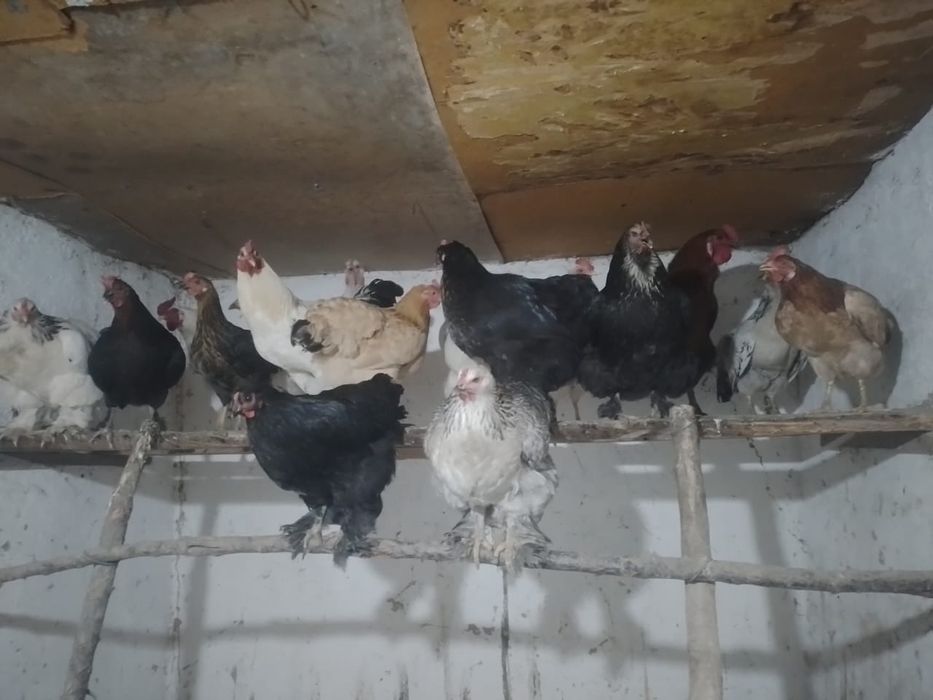 Продаётся куры домашний