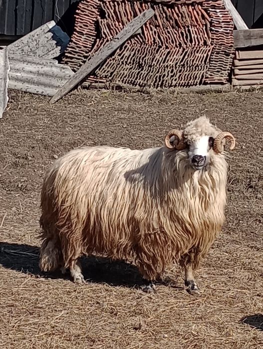 Vând berbec stramior