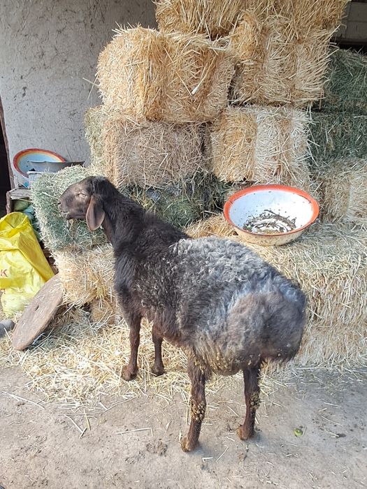 Кучкор сотилади.