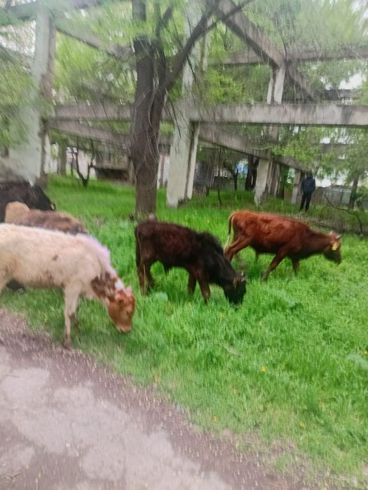 15 бас еркек бузау сатылады