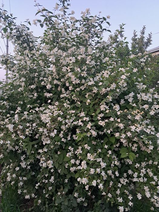 Продаю деревя и кустарники