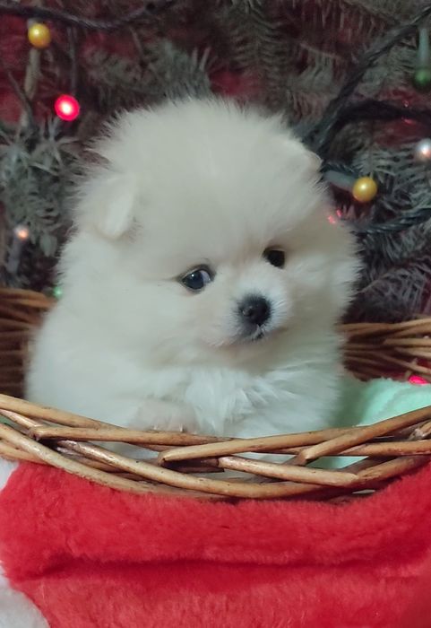 Новогодний мишутка