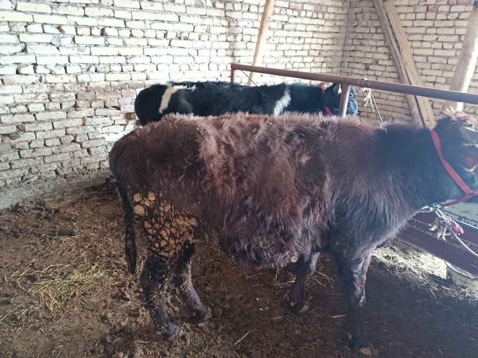 Buqalar sotiladi.Hamasi bitta joyga