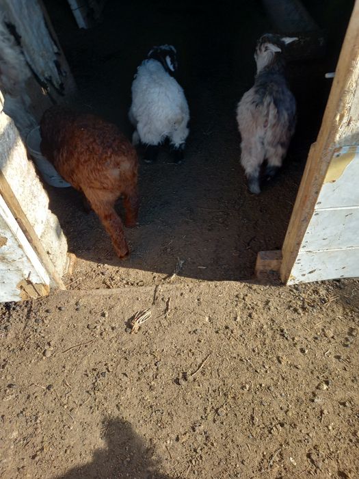 Қозы, лақтар сатылады.