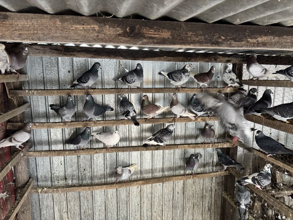 Porumbei voiajori 20 lei bucata