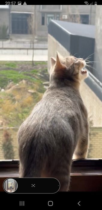 Кошка породистая малайская