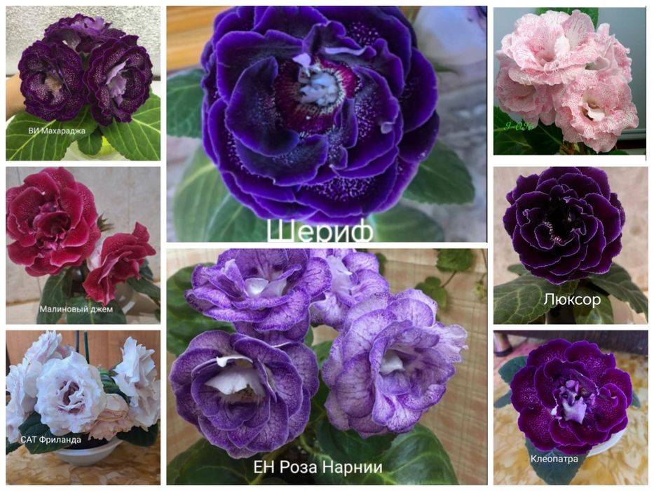 Глоксинии. Укоренённые листья.