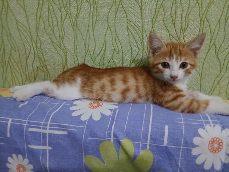 Пристраивается котенок-мальчик