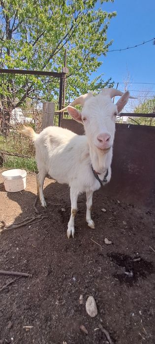 Заненский ешкі сатылады 2.5-3 литр суті бар