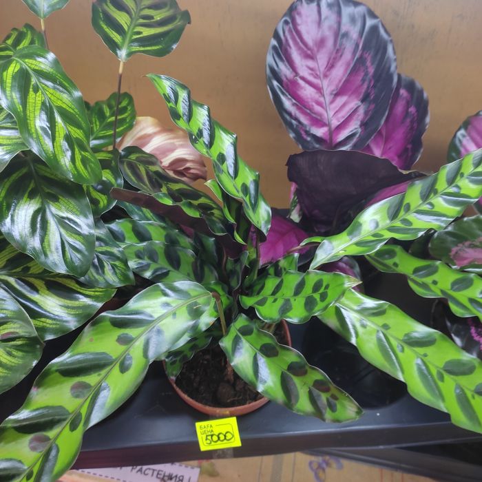 Калатеи, филодендрон, аглаонемы и диффенбахии(читать внимательно)