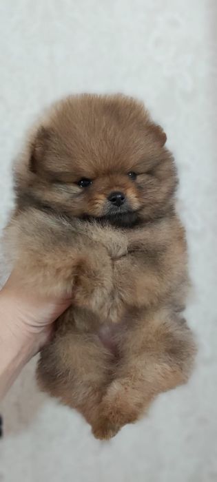 Шпицы мальчики и девочки