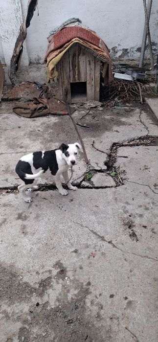 Sotiladi , Продажа