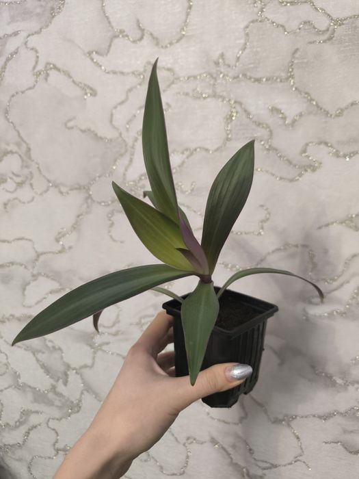 Комнатные цветы растения традесканция рео рэо