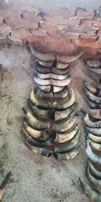 Черепи рога най-новото