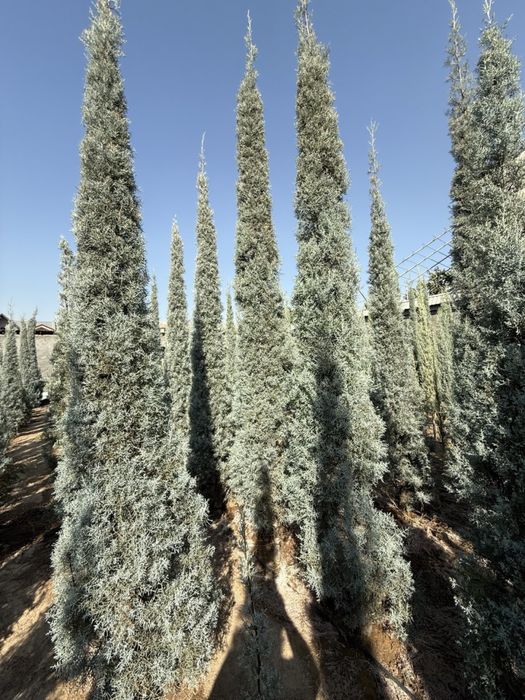 Kiparis Arizonika Archalari Sotiladi