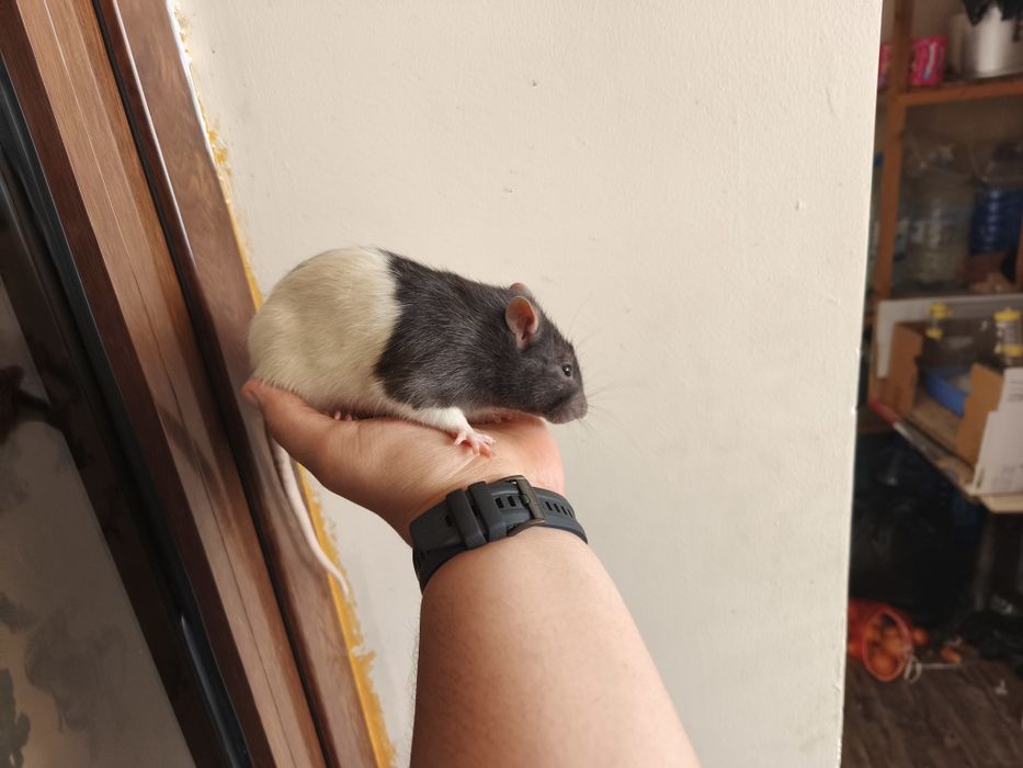 Декоративные крысы