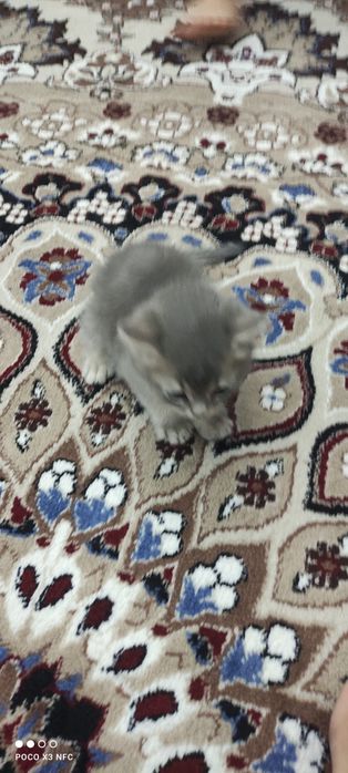 Mushukcha sotiladi zoti British Shorthair jinsi oʻgʻil