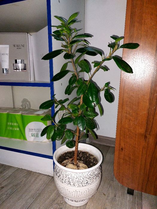 Долларовые цветы для офиса и  для дома