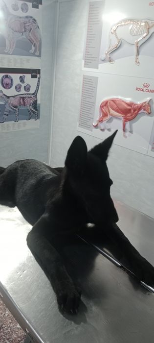 Продам щенка.Белгискую овчарка.