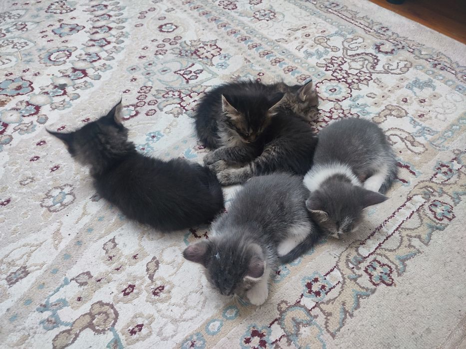 отдадим котят в добрые руки