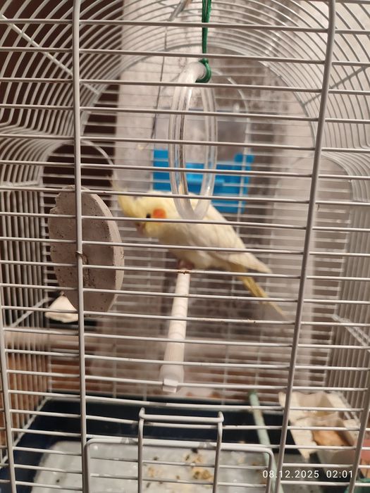 Продам попугая Корелла, самец