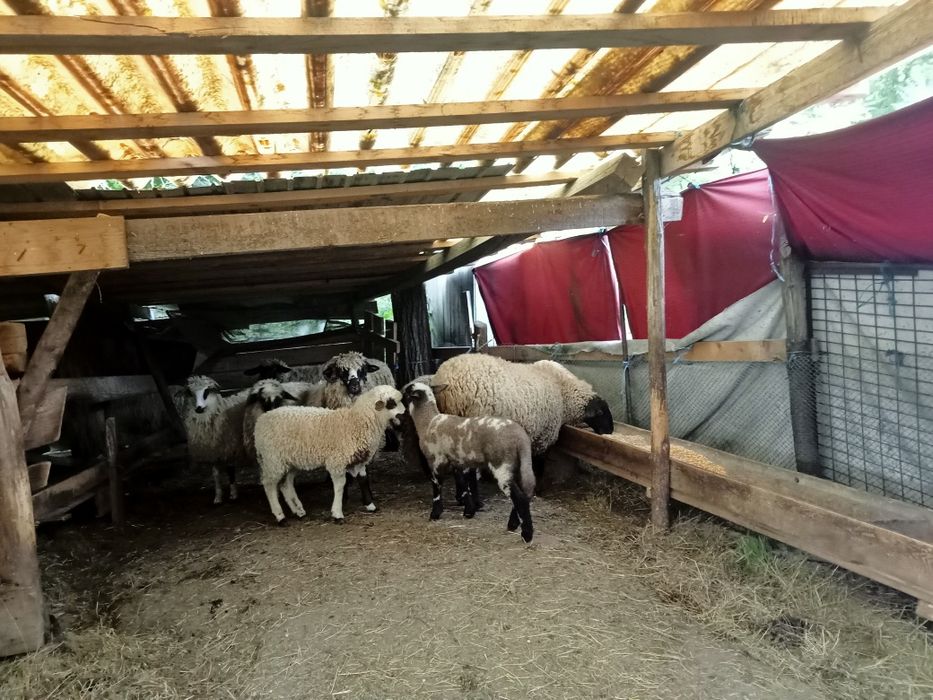 Vind oi sufok, capre și iede alpine și anglonubiene.