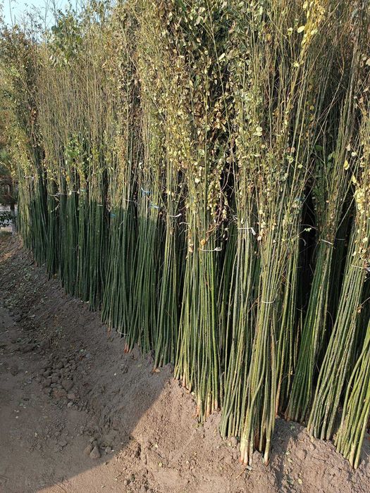 Манзарали дарахт кўчатлари-Декоративные саженцы