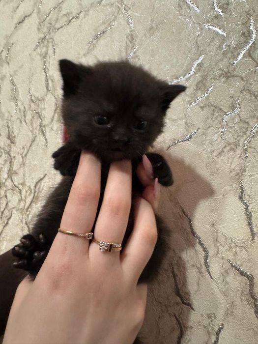 Британская малышка