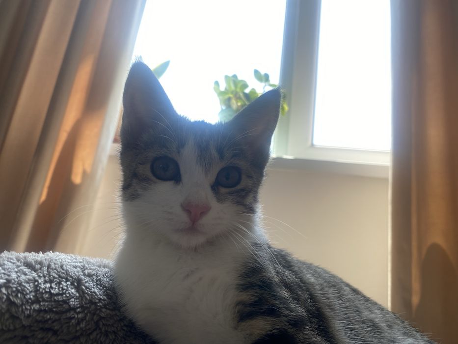 Отдам котика в хорошые руки