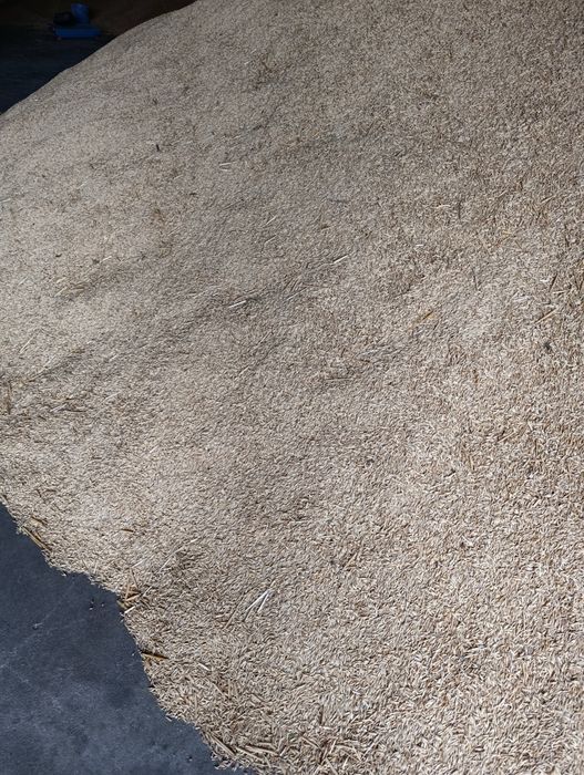 Vând ovăz anul 2025