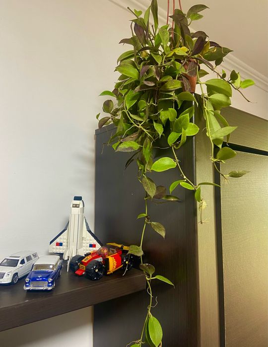 Антуриум , Хоя неприхотливые