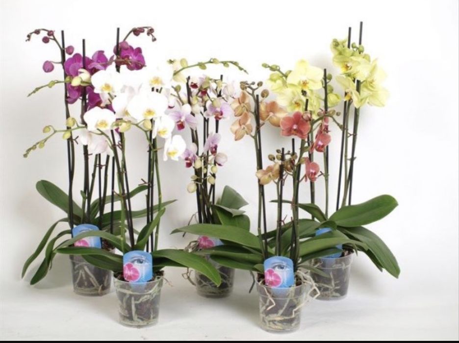 Королевские орхидеи