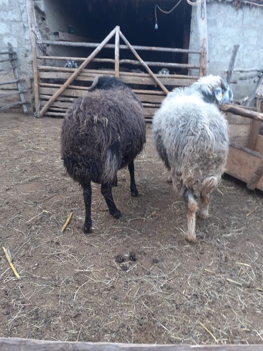 Vand doi berbeci , fiecare ade 2 ani . Pretul este de 1900 de lei buca