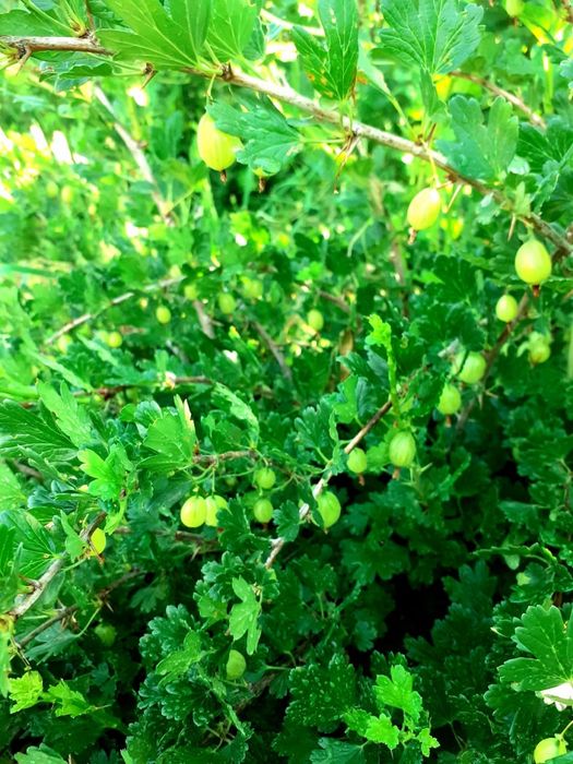 Дача продается/ Саяжай сатылады