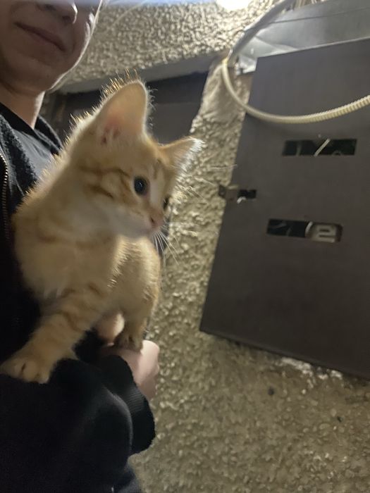 Котята в добрые рук