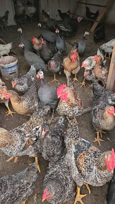 Cocoși de vânzare.