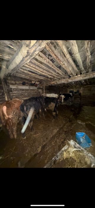 Продам годовалых бычков