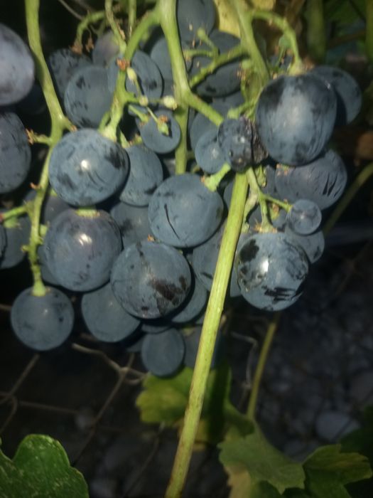 Viță de vie altoită și hibrid